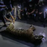 Pemeriksaan Kesehatan Satwa Liar Harimau Sumatra di Aceh Selatan