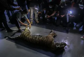 Pemeriksaan Kesehatan Satwa Liar Harimau Sumatra di Aceh Selatan