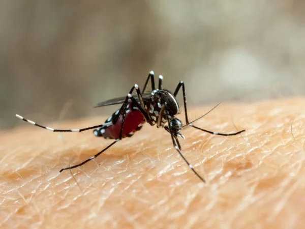 Kasus Demam Berdarah Dengue (DBD) Meningkat di Jakarta